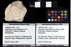 Foto (Objket + Etiketten) von Gastrosacus tuberosiformis (Lorenthey, 1929) 